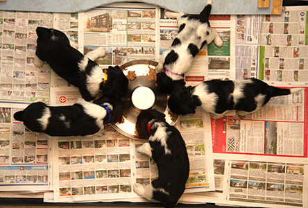 Kiinteän ruoan aika